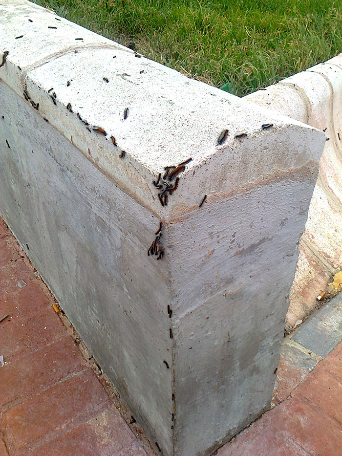 ORUGAS 2