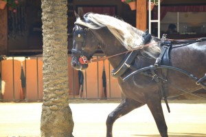 Martes-Feria-141