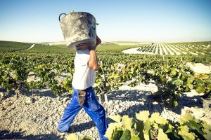 vendimia-marco-de-jerez-2014