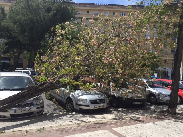 viento-jerez-arbol-caido