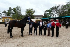 concurso morfologico