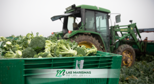 BROCOLIS 2 LAS MARISMAS DE LEBRIJApng