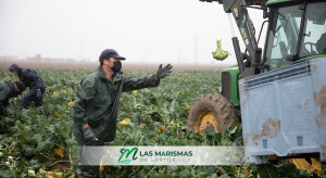 BROCOLIS 5 LAS MARISMAS DE LEBRIJApng